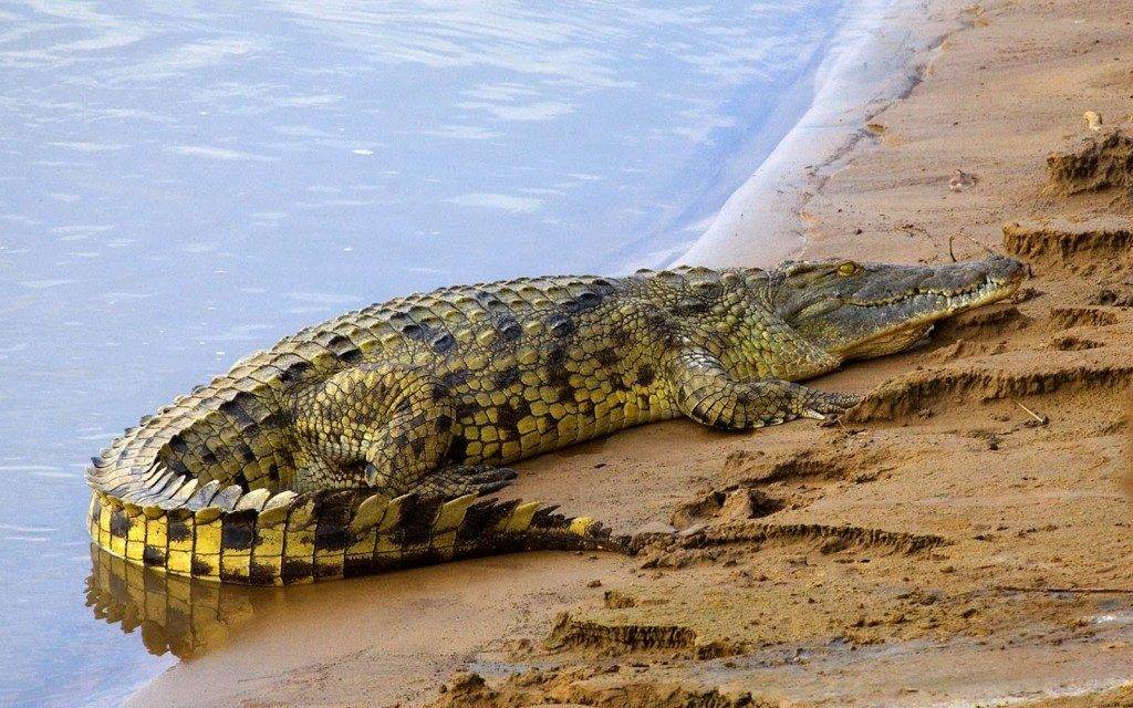 Как выглядит крокодил фото