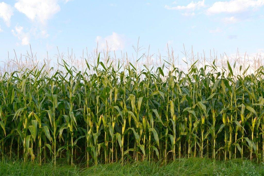 Как растет кукуруза фото