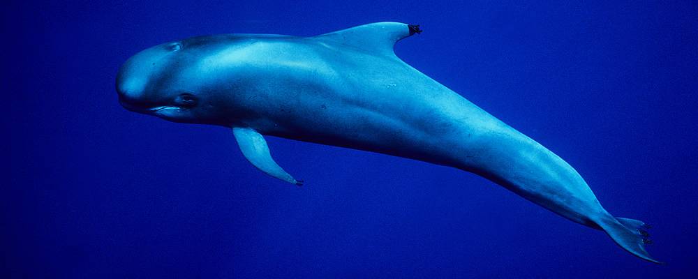 Карликовый кит (карликовый гладкий кит, короткоголовый гладкий кит) (лат. Caperea marginata)