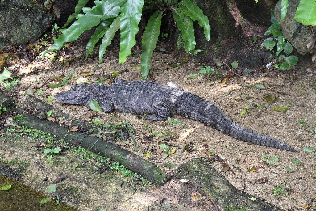 Китайский аллигатор (лат. Alligator sinensis)