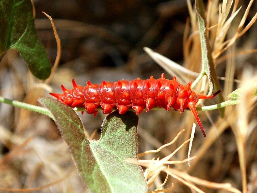 Красная гусеница (лат. Battus philenor)