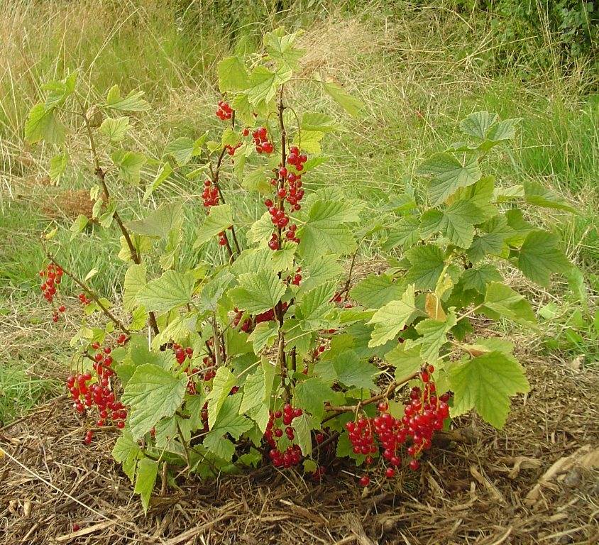 Красная смородина (обыкновенная, садовая смородина) (лат. Ribes rubrum)