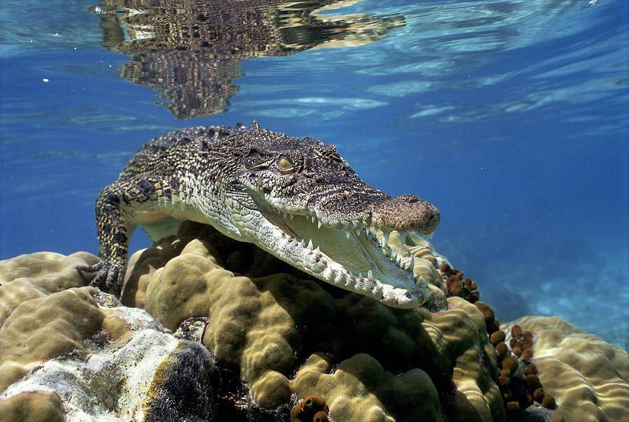 Крокодил в море