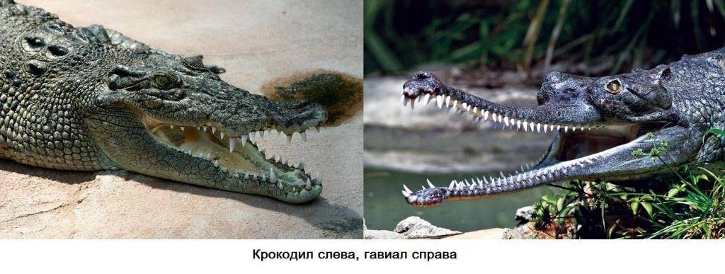 Крокодил и гавиал фото