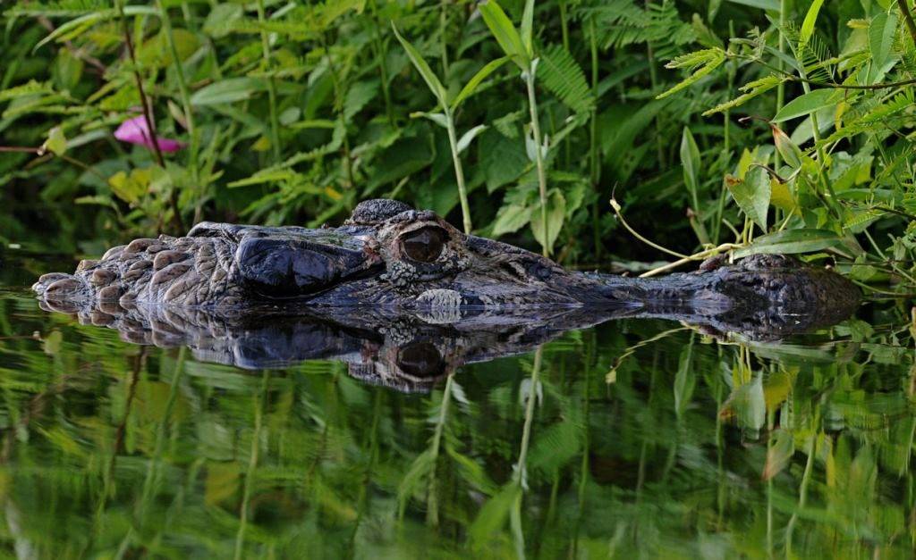 Крокодил плывет в реке