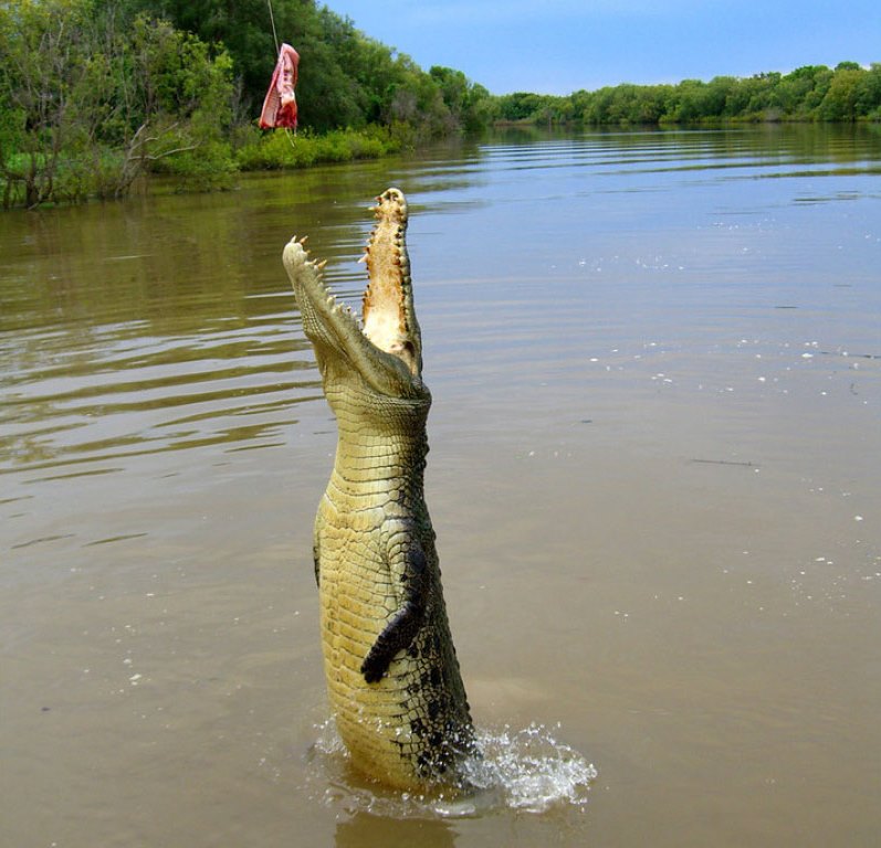 Крокодил прыгает