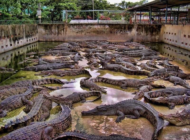 Крокодиловая ферма фото