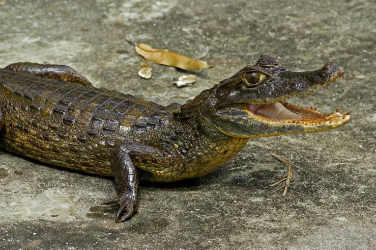Крокодиловый (очковый) кайман (лат. Caiman crocodilus)