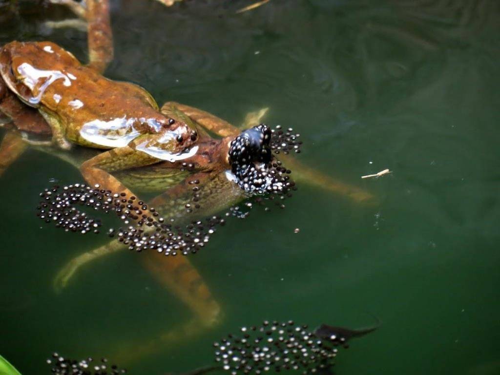 Кубинская лягушка откладывает икру