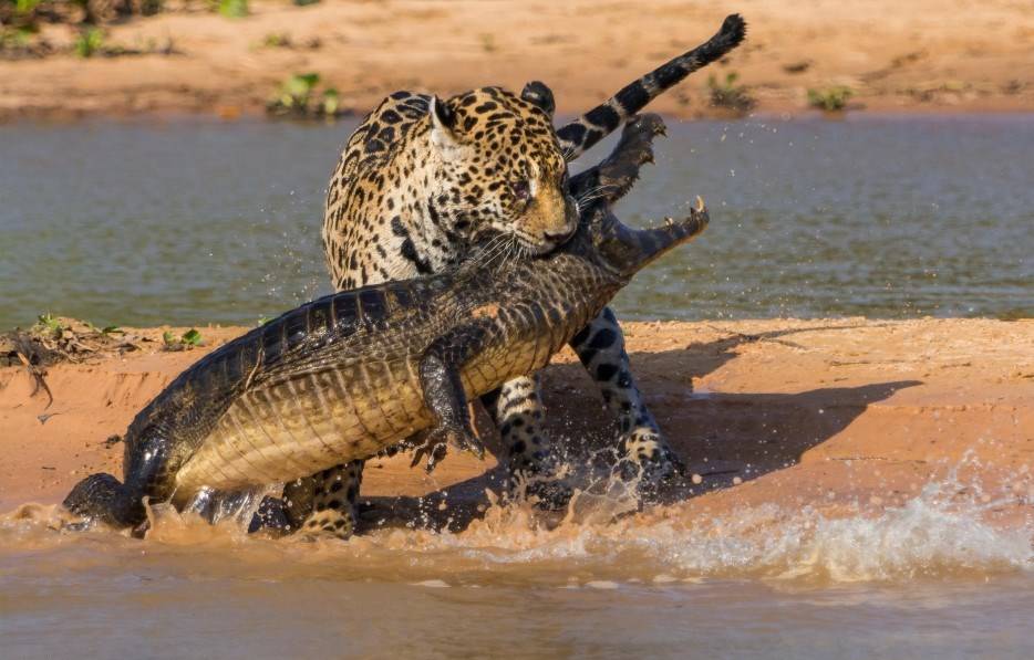 Леопард и крокодил