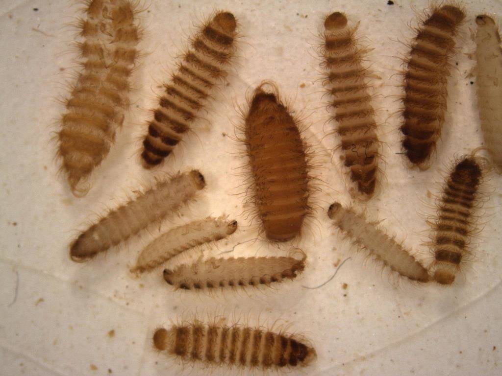 Личинки жуков фото (на примере кожееда зернового Trogoderma granarium)