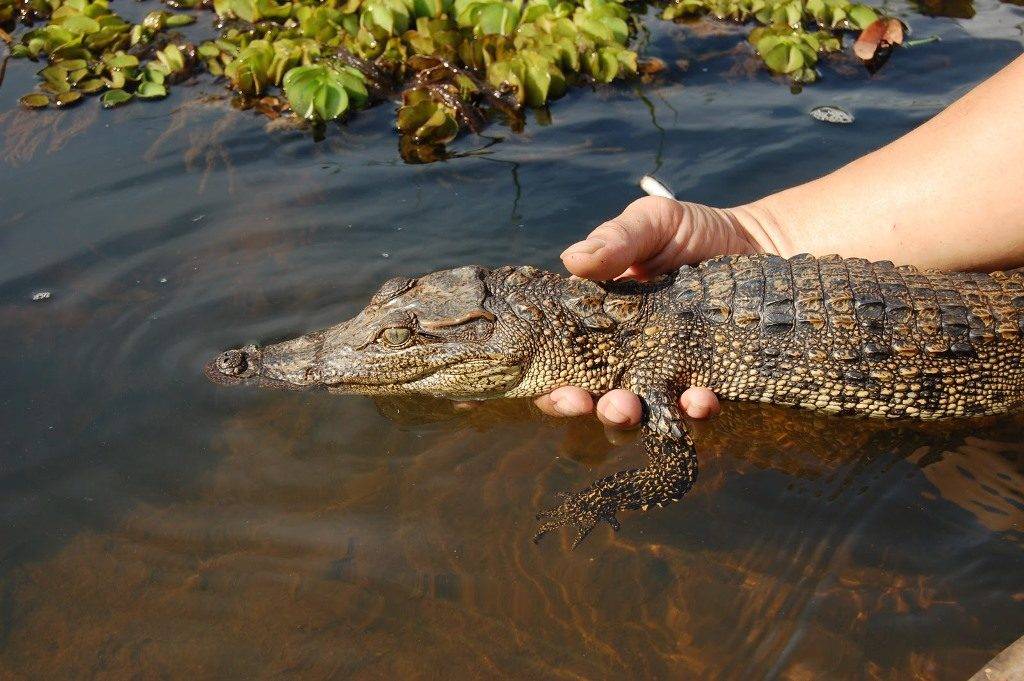Маленький крокодил в воде