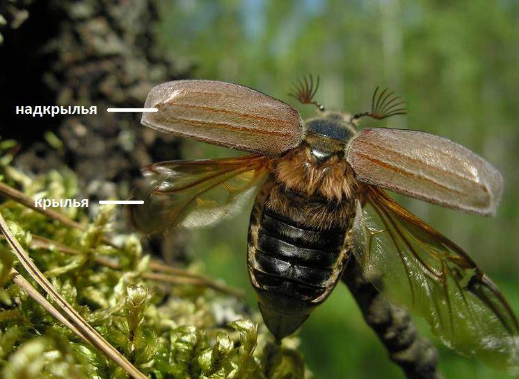 Надкрылья и крылья жука фото