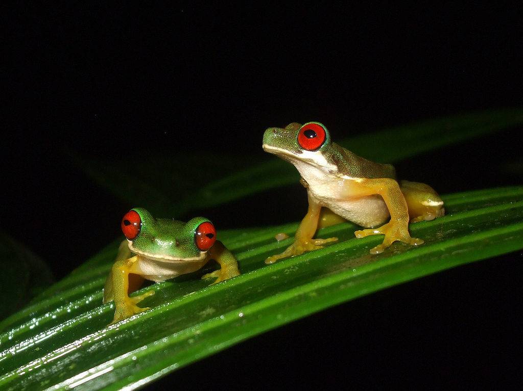 Необычные квакши с красными глазами Duellmanohyla rufioculis