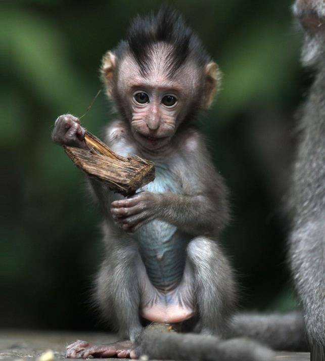 Новорожденная обезьяна фото