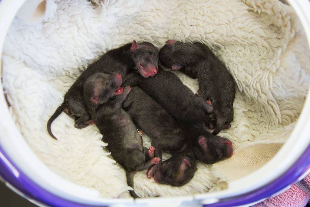 Новорожденные лисята (щенки лисицы)