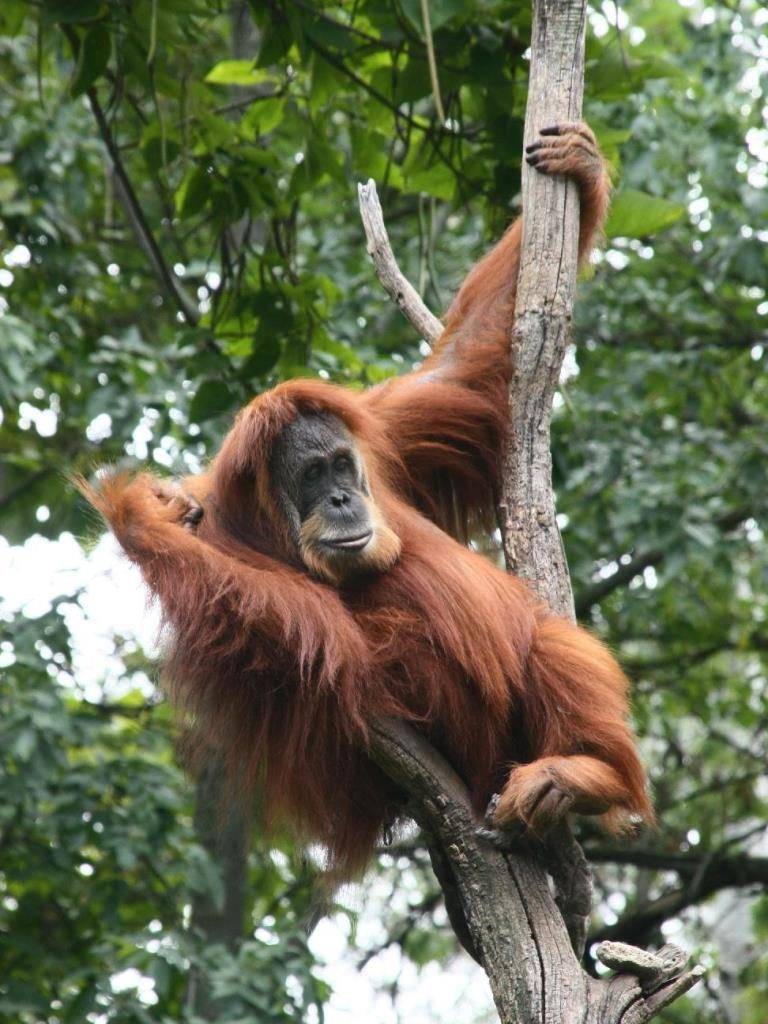 Обезьяна орангутан фото