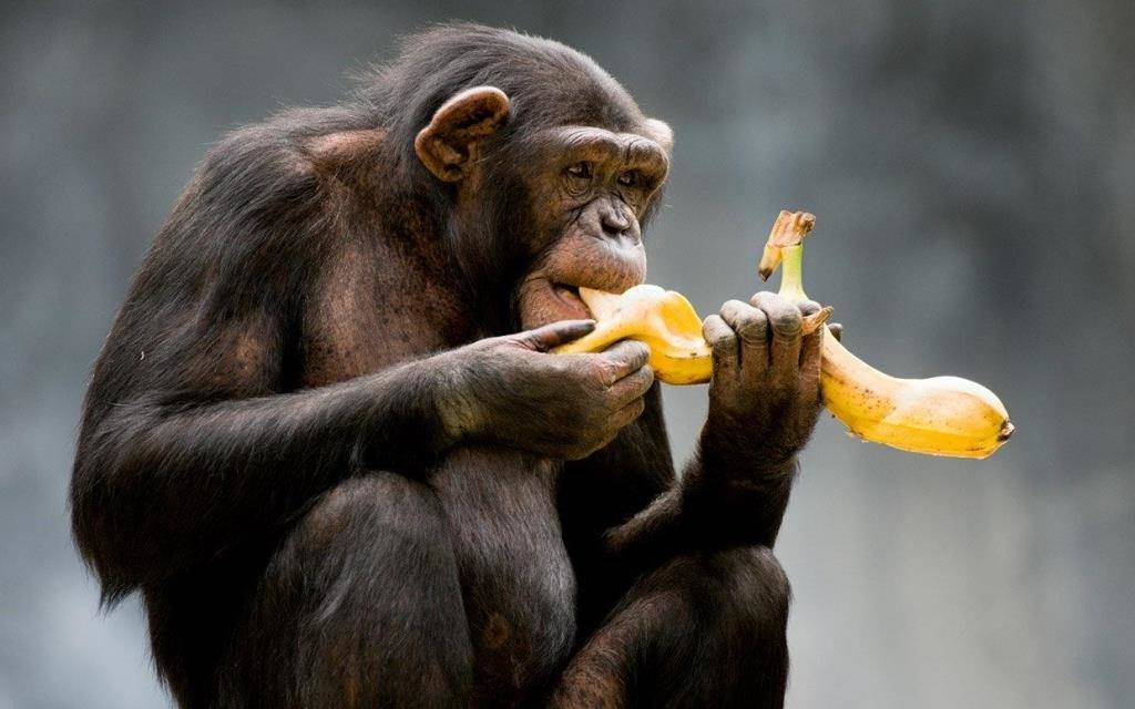 Обезьяна сидит и ест банан
