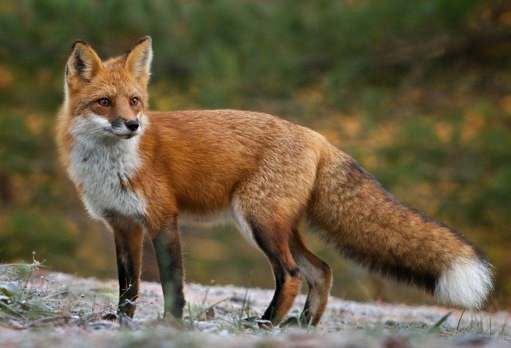 Обыкновенная лисица (рыжая лисица) (лат. Vulpes vulpes)