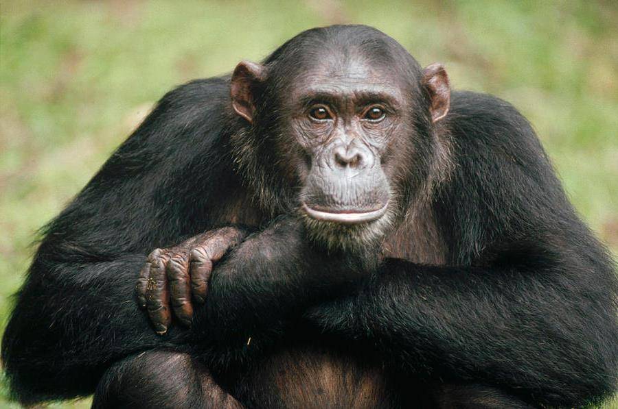 Обыкновенный шимпанзе фото (лат. Pan troglodytes)