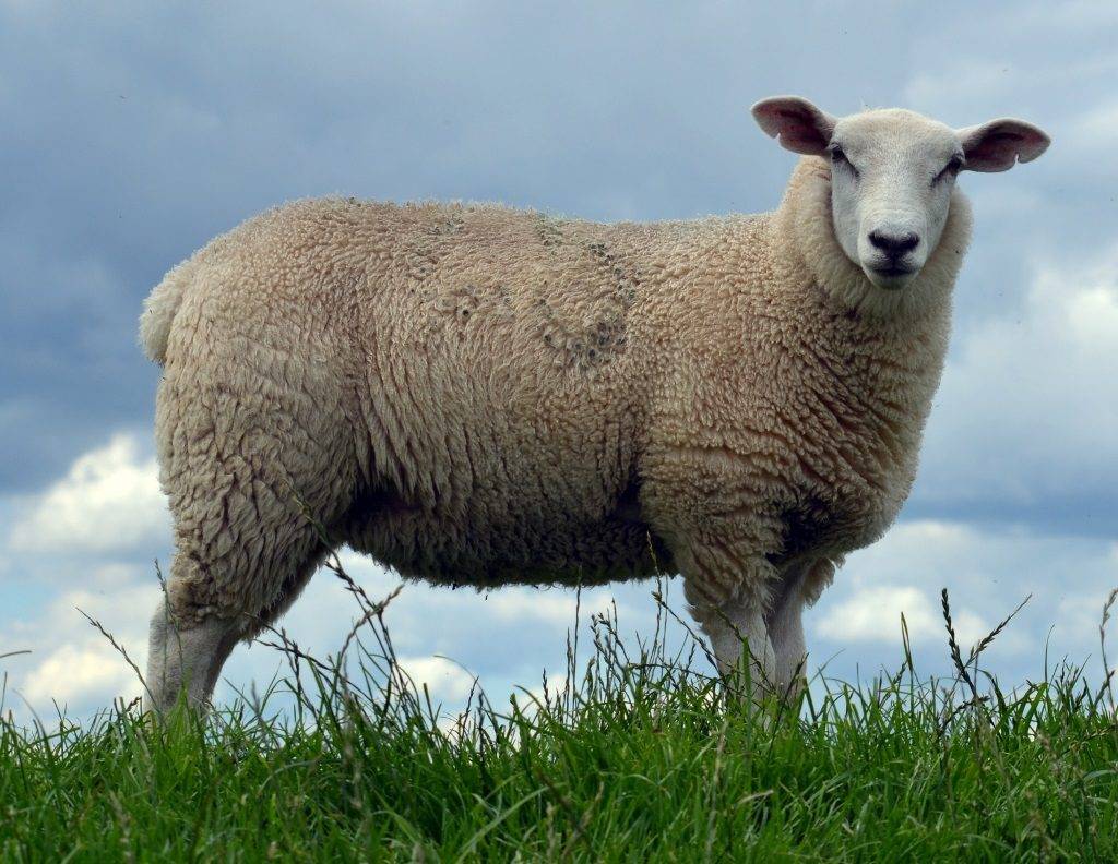 Овца домашняя (лат. Ovis aries)