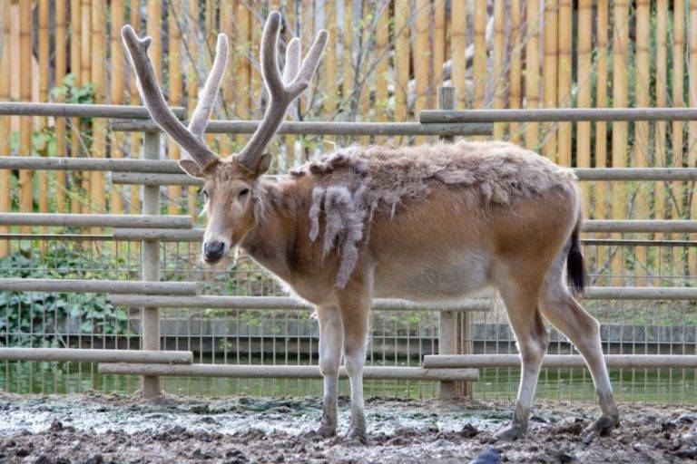 Крымский благородный олень красная книга крыма фото с описанием