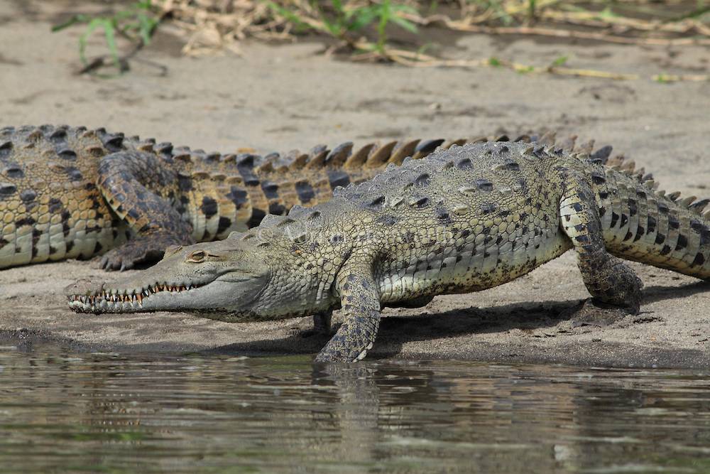 Острорылый крокодил (лат. Crocodylus acutus)