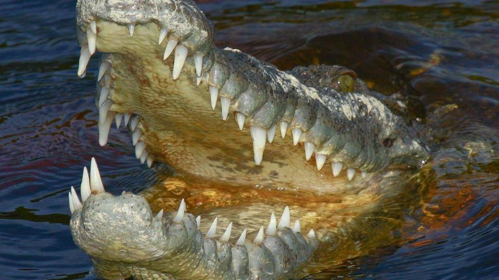 Пасть крокодила фото