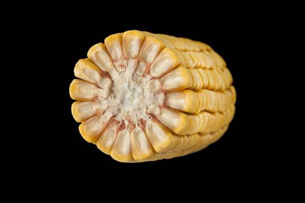 Полузубовидная кукуруза (лат. Zea mays semidentata)