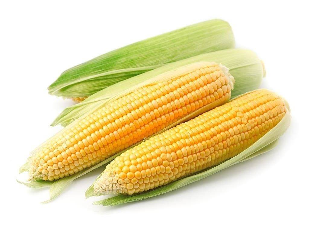 Початок кукурузы фото