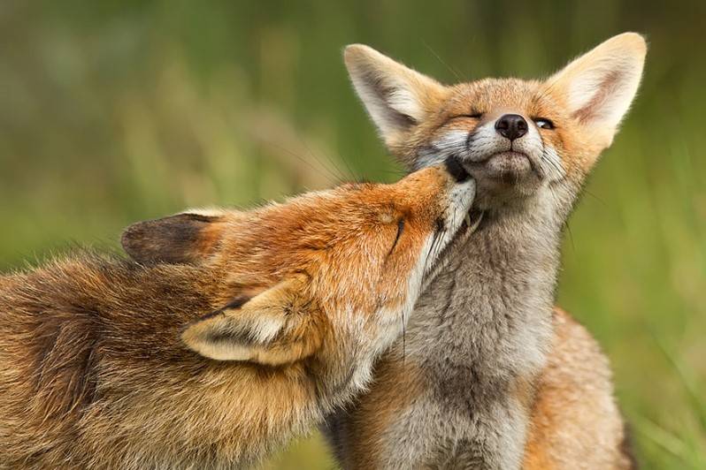 Самец и самка лисы