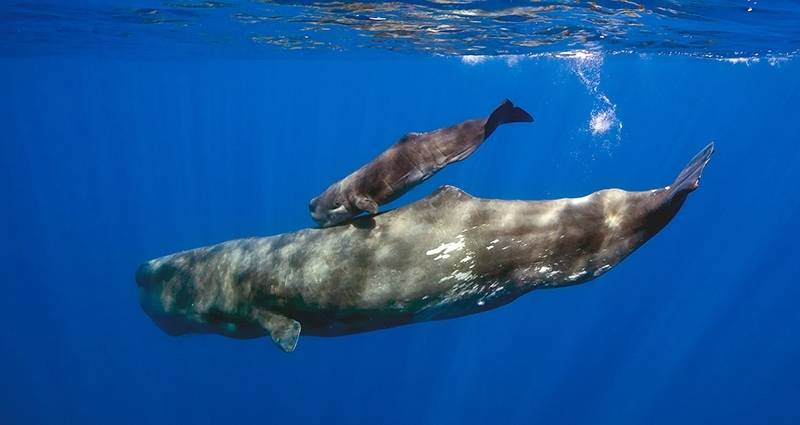 Самка кита и китенок