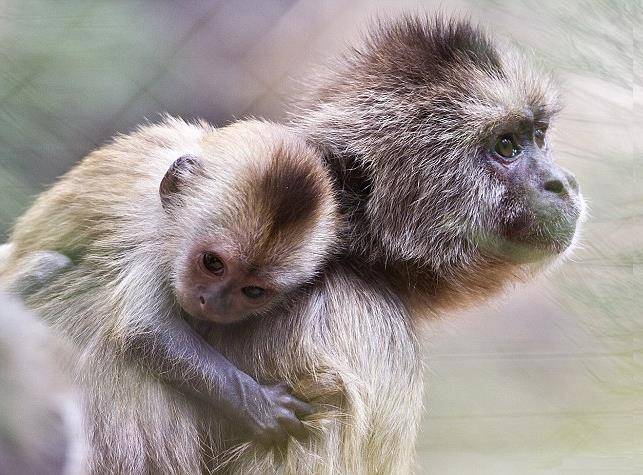 Самка обезьяны и детеныш фото