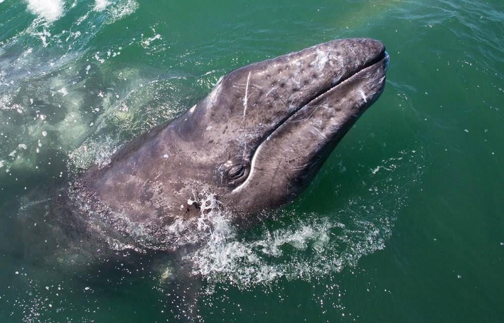 Серый кит (калифорнийский кит) (лат. Eschrichtius robustus, Eschrichtius gibbosus)
