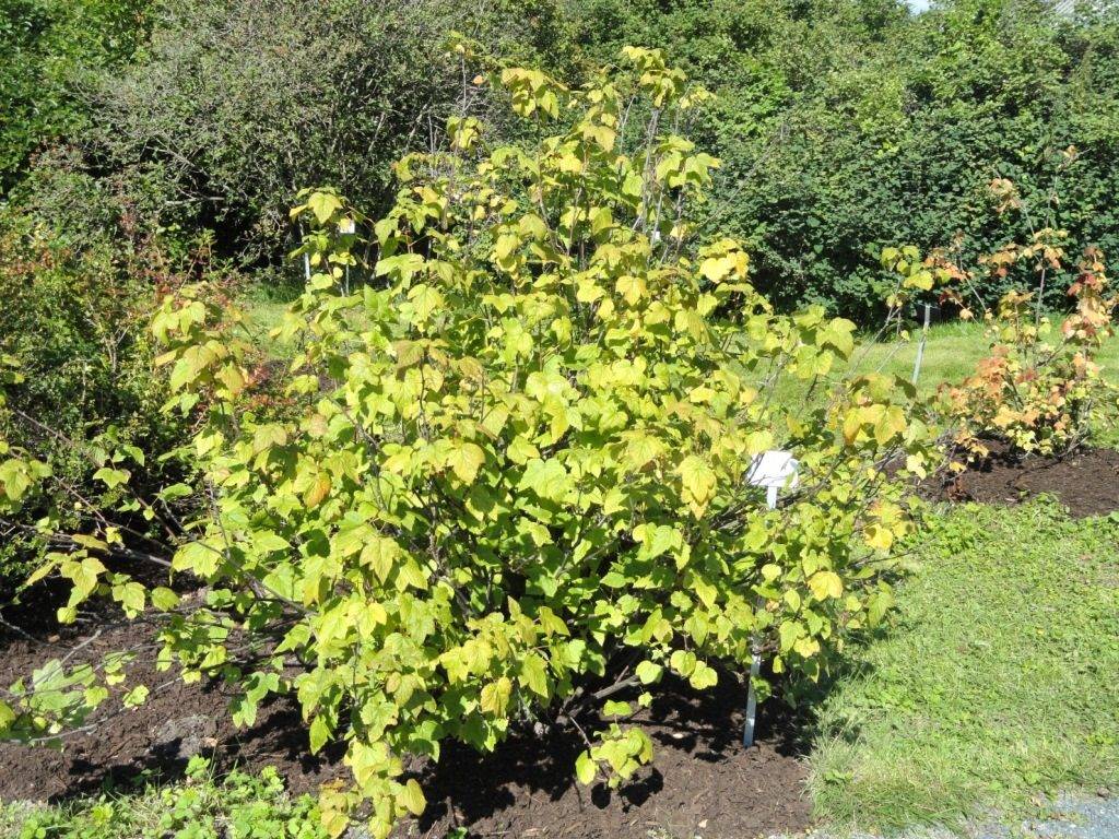 Смородина дикуша (алданский виноград) (лат. Ribes dikuscha)