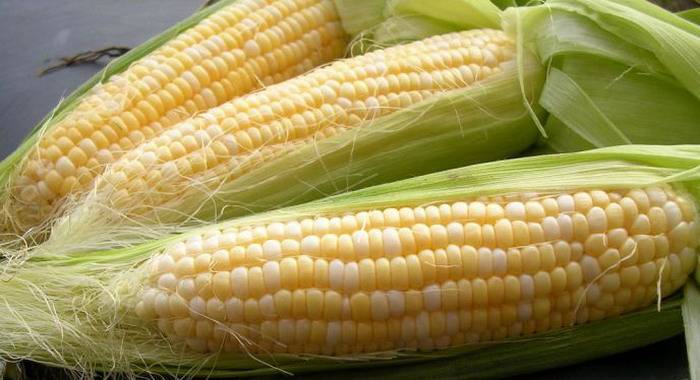 Сорт кукурузы Кадр 443 СВ