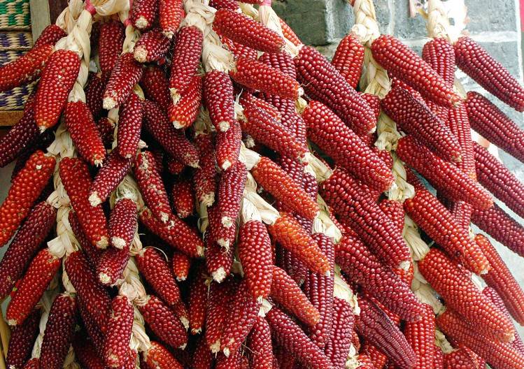 Сорт кукурузы Оахаканская красная