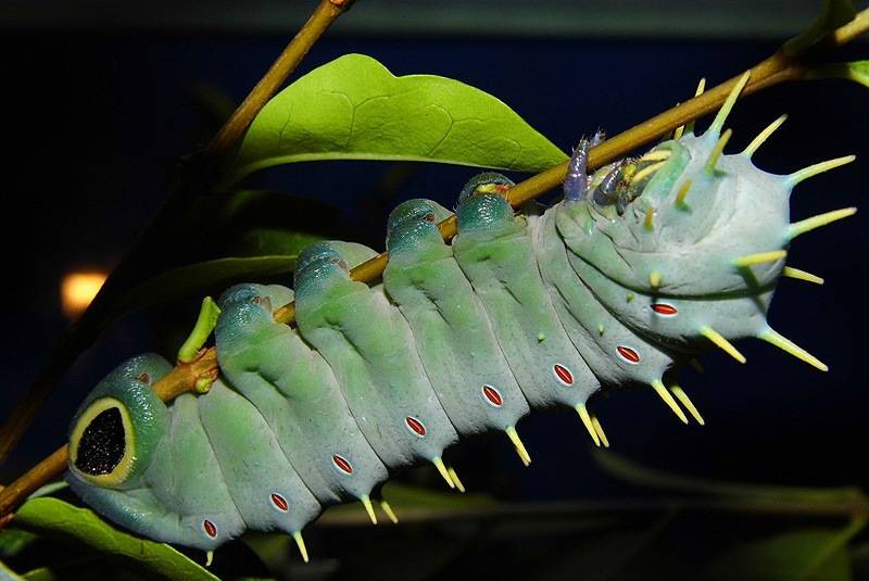 Толстая голубая гусеница Павлиноглазки Геркулес (лат. Coscinocera hercules)