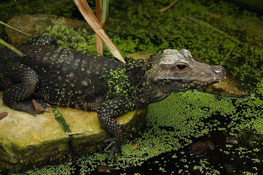 Тупорылый крокодил (лат. Osteolaemus tetraspis)