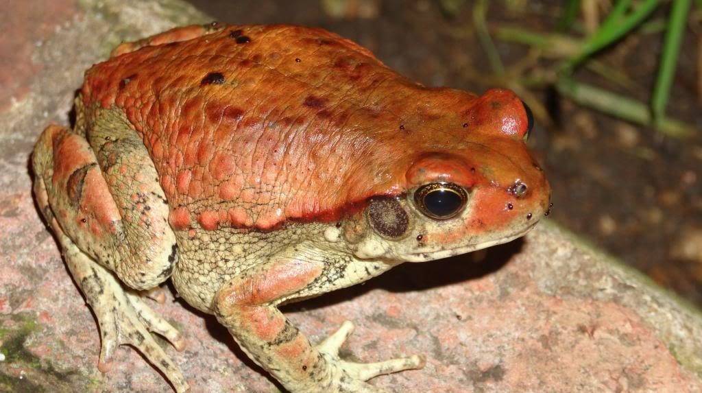 Фото африканской красной жабы