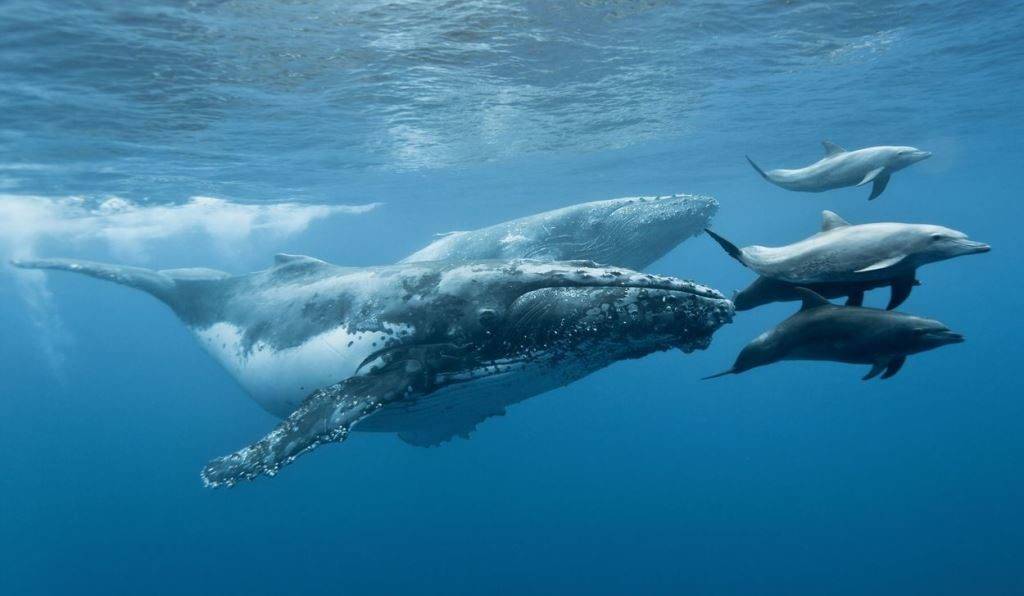 Фото китов и дельфинов