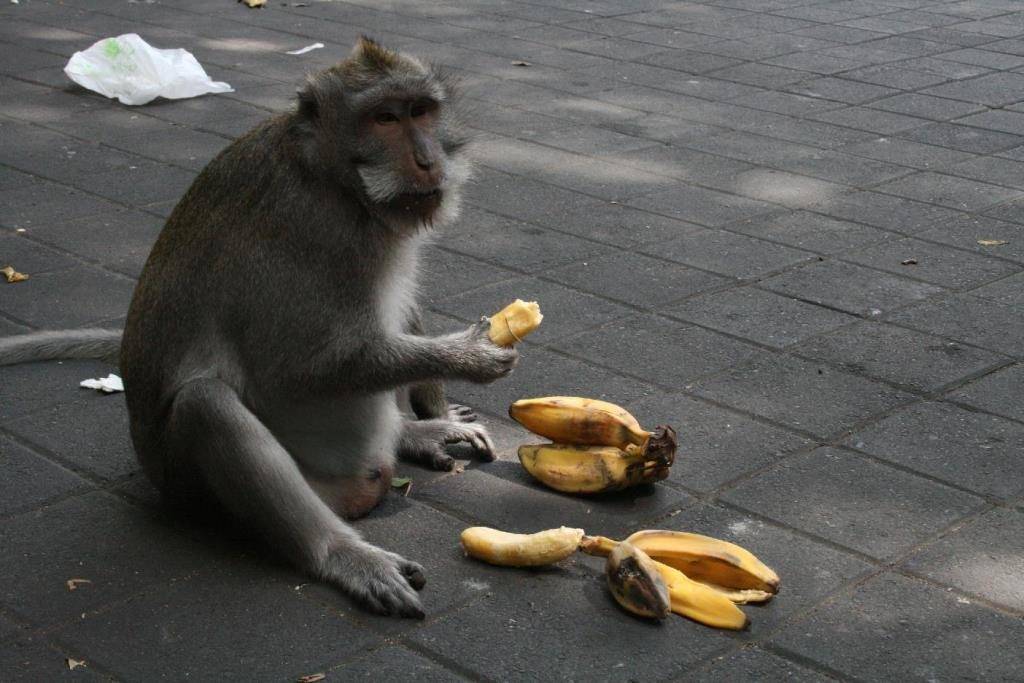 Фото обезьяны с бананом