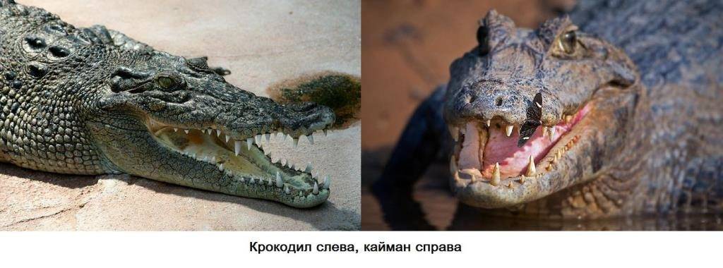 Чем отличается кайман от крокодила