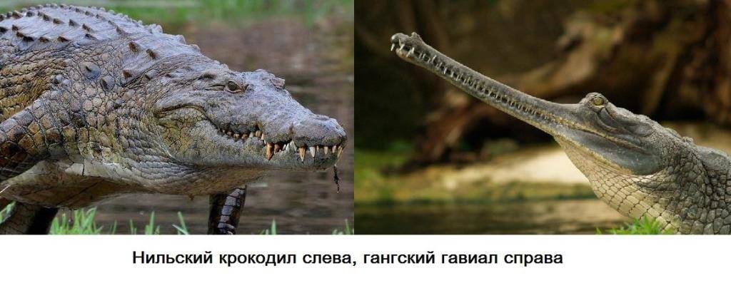 Чем отличается крокодил от гавиала фото