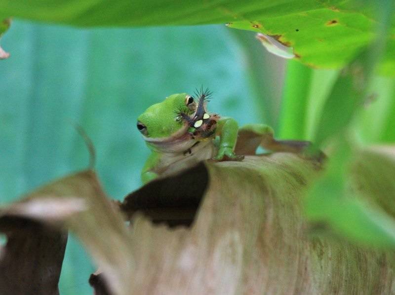 Чем питаются древесные лягушки фото