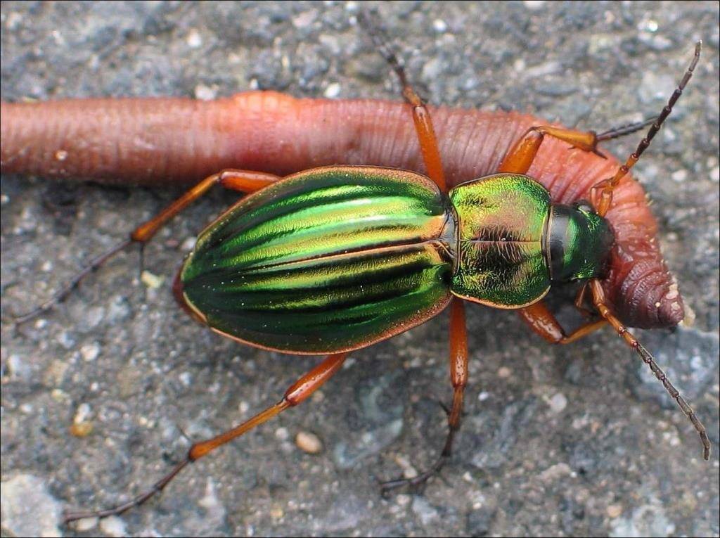Чем питаются жуки