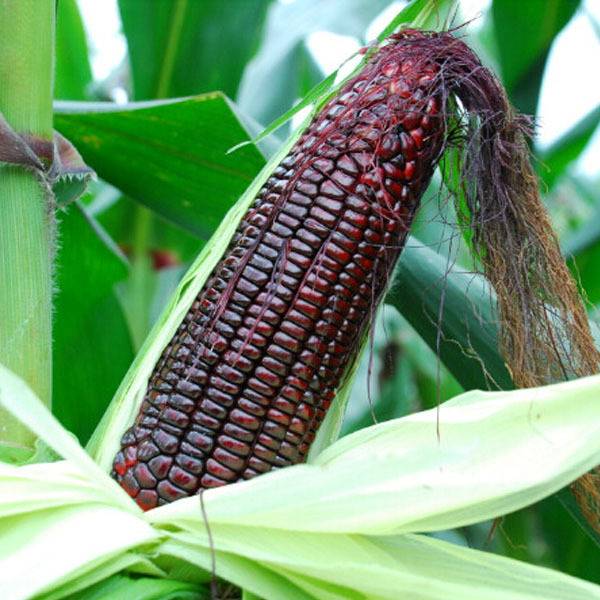 Черная восковидная кукуруза фото