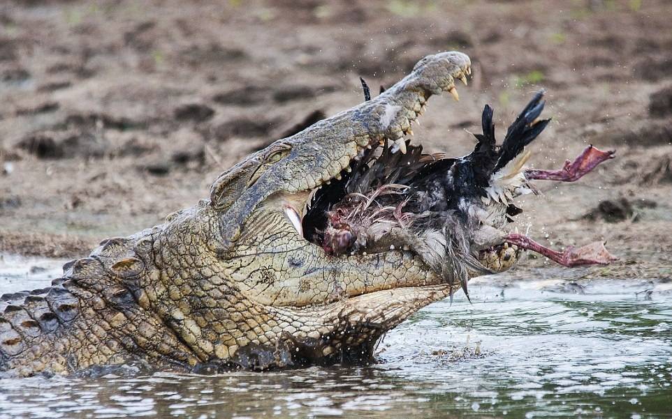 Что едят крокодилы