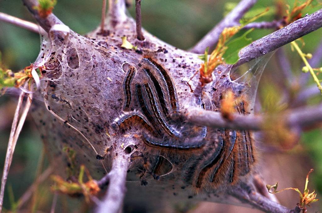 Шелковый домик гусениц Malacosoma californicum, где они прячутся от врагов и отдыхают во время линьки