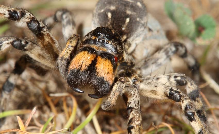 Южнорусский тарантул фото